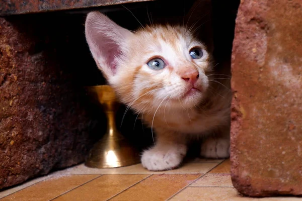 Tuğlaların Arasına Gizlenmiş Sevimli Kedi Yavrusunun Yakın Plan Görüntüsü — Stok fotoğraf