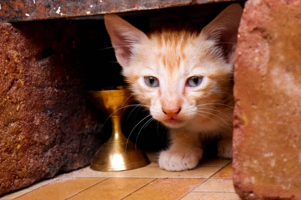 Tuğlaların Arasına Gizlenmiş Sevimli Kedi Yavrusunun Yakın Plan Görüntüsü — Stok fotoğraf
