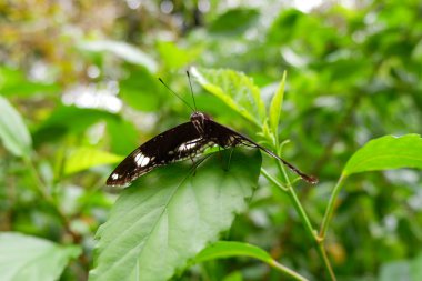 Parktaki yeşil yapraklar üzerinde izole edilmiş bir kelebek manzarası