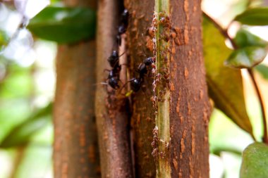 Siyah karıncaların ağaç gövdesinde küçük böcek yiyeceği ararken yakın plan görüntüsü.