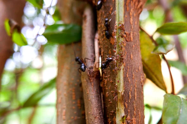 在树干上寻找小昆虫食物的黑蚂蚁的照片 — 图库照片