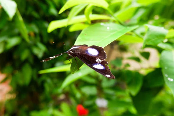 Tiro Close Borboleta Isolado Folhas Árvore Jardim — Fotografia de Stock