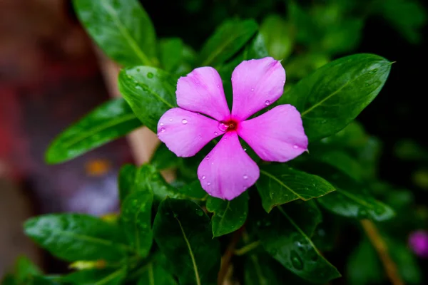 Vue Dessus Fleur Pervenche Rose Sur Les Gouttes Pluie Dans — Photo