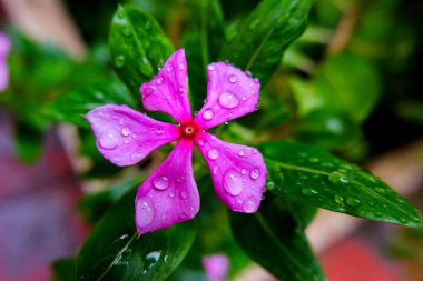 Pembe menekşe çiçeğinin görüntüsü & yeşil yapraklar yağmur damlaları ev bahçesinde düşer