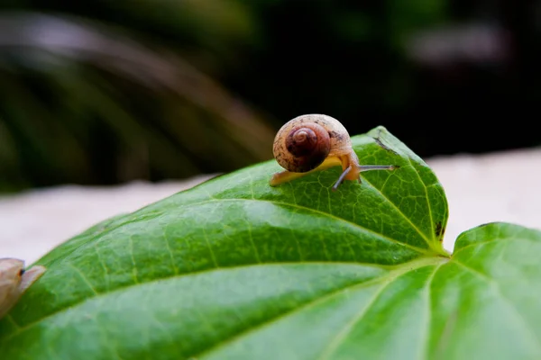 在绿色的槟榔叶上隔离的小蜗牛 — 图库照片