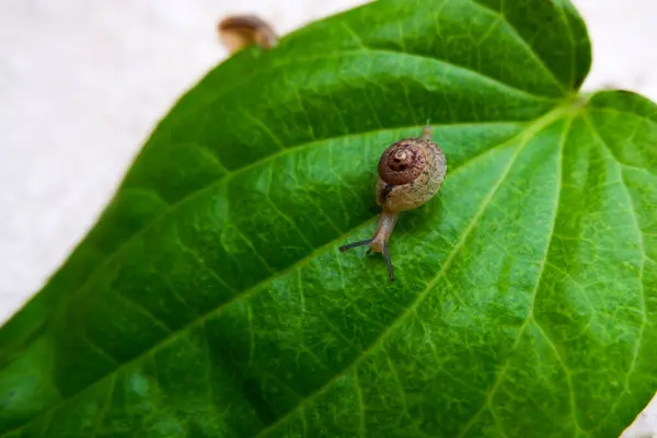 Pequeno Caracol Bonito Isolado Folha Betel Verde — Fotografia de Stock