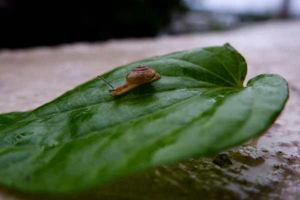 Macro Escargot Isolé Sur Une Feuille Verte — Photo