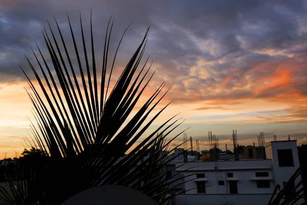 Gros Plan Feuilles Palmier Silhouette Dos Coucher Soleil Nuages Colorés — Photo