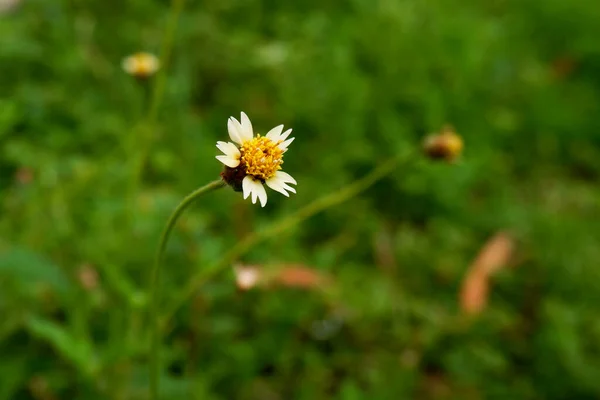 Une Vue Minuscule Fleur Herbe Isolée Dans Jardin — Photo