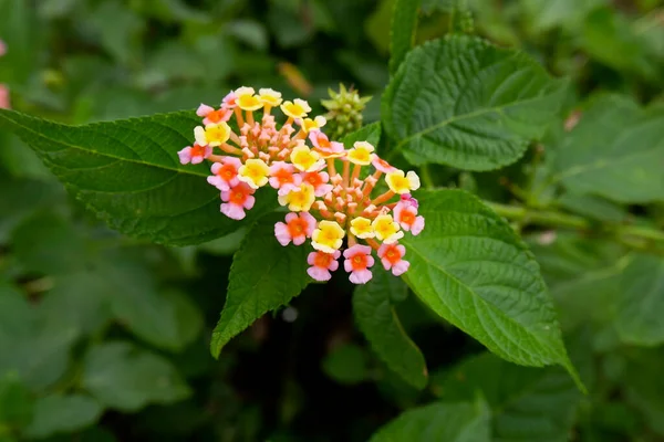 Ein Top Schuss Kleiner Blütenstrauß Isoliert Auf Blättern Pflanze Garten — Stockfoto