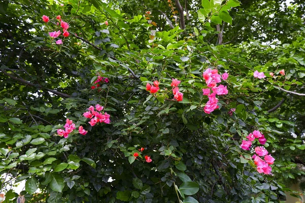 庭に隔離されたブーゲンビリアの赤い花の植物 — ストック写真