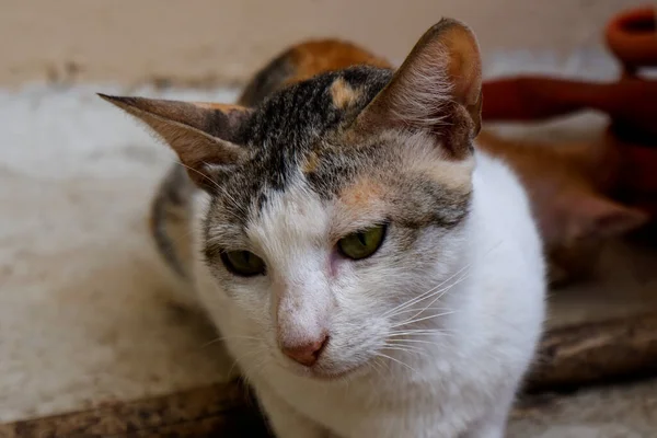 Porträt Einer Weißen Katze Die Nach Unten Schaut — Stockfoto