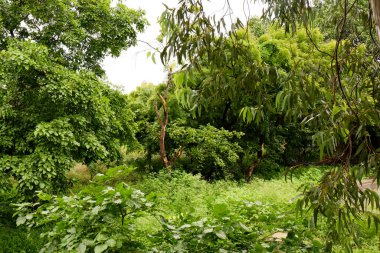 Yeşil bahçede izole edilmiş ölü bir ağaç manzarası.
