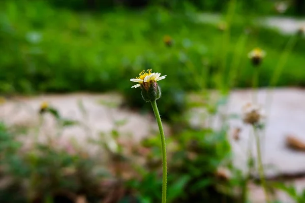 Eine Nahaufnahme Der Kleinen Grasblume Isoliert Grünen Garten — Stockfoto