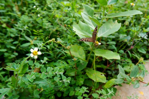 Long Shot Butterfly Isolated Wild Grass Flower Park — Stock Photo, Image