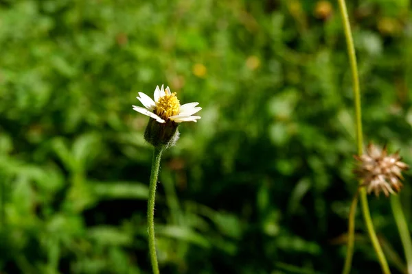 Close Shot Tiny Grass Flower Green Garden — Stock Photo, Image