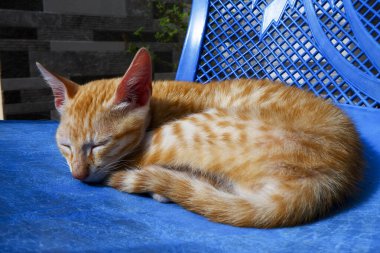 Turuncu çizgili kedi yavrusunun mavi sandalyede güneşlenişini yakından görmek.