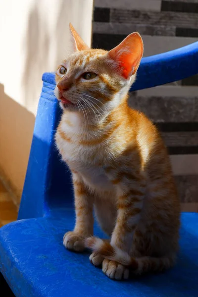 Sabah Mavi Sandalyede Oturan Turuncu Çizgili Kedi Yavrusunun Yakın Görüntüsü — Stok fotoğraf