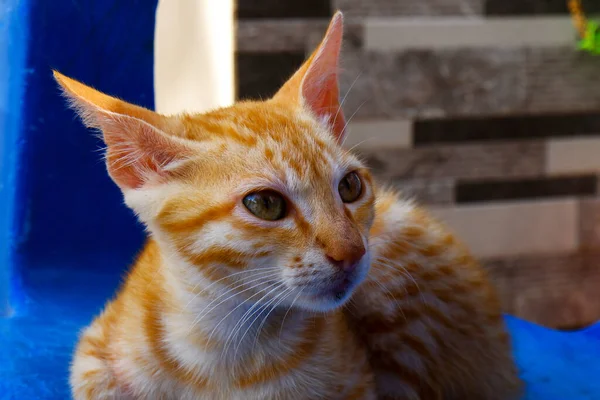 特写照片上的生姜色可爱的小猫 — 图库照片