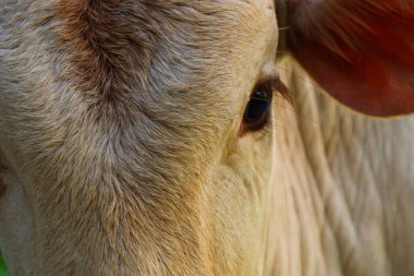 Hintli genç dana gözünün yakın görüntüsü