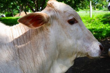 Hint genç beyaz buzağının yakın bir görüntüsü.