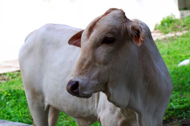 Hint beyaz baldırının yakından çekilmiş görüntüsü.