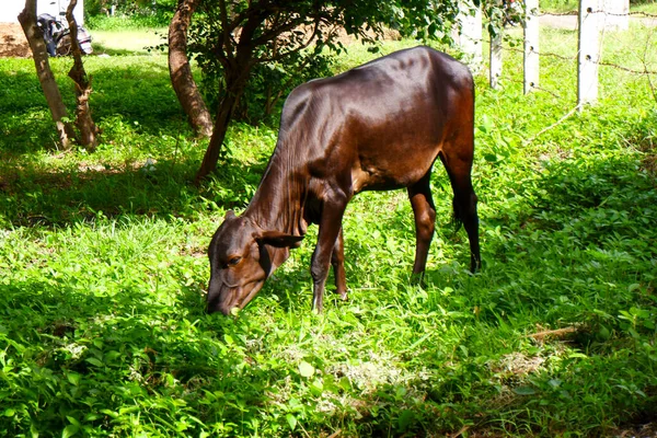 Ινδική Αγελάδα Τρώει Πράσινο Γρασίδι Στον Τομέα — Φωτογραφία Αρχείου