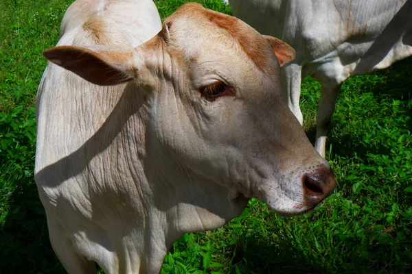 Closeup Shot Indian Young Calf Looking Grass Field — Stock Photo, Image