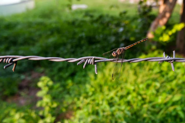 Une Libellule Isolée Sur Fil Barbelé Rouillé Dans Parc — Photo