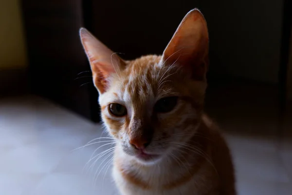 집안에서 카메라를 인도의 오렌지 고양이의 클로즈업 — 스톡 사진