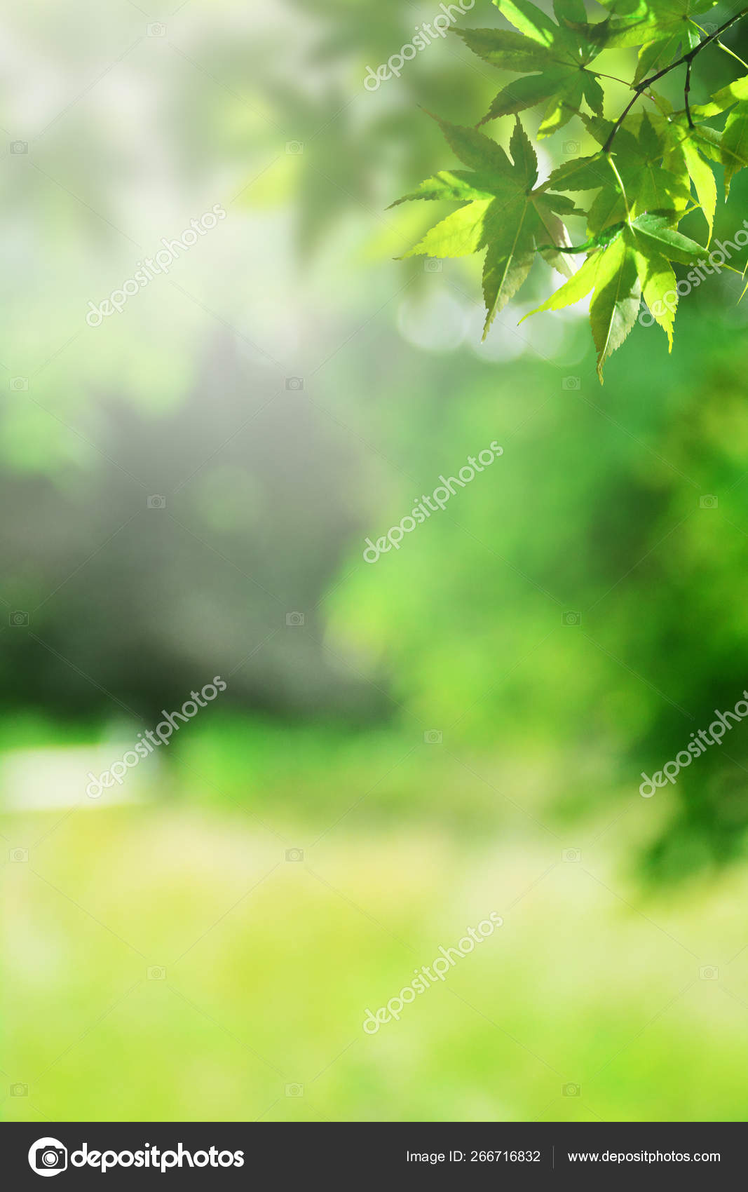 ornament krigerisk fremstille Fresh Green Nature Blur Background Stock Photo by ©Namepic 266716832
