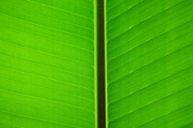 yeşil muz yaprağı arkaplanı.