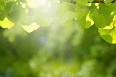 Blur yeşil yaprak arka plan.