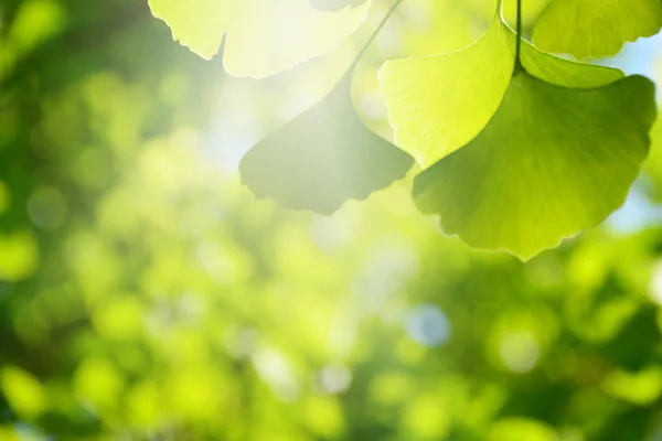 Blur Ginkgo Green Leaf Background — Stock Photo, Image