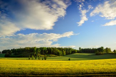 Güzel doğa yeşil alan ve mavi gökyüzü.