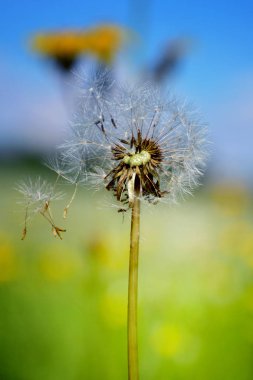 Güzel doğa karahindiba çiçekler arka plan.