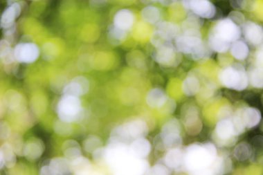 Doğa bokeh arka plan bulanık.