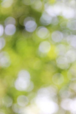 Bulanık yeşil bokeh bahar doğa arka plan.