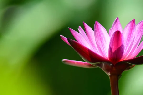 stock image Pink and red lotus flower and green blurred background.