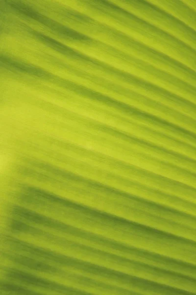 Fondo Borroso Hoja Plátano Verde — Foto de Stock