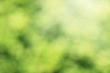 Soyut arka plan bulanık yeşil renk yumuşak ışık.