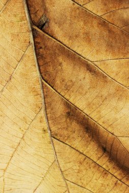 Ayrıntıları kapatma, doku arka planını bırakır.