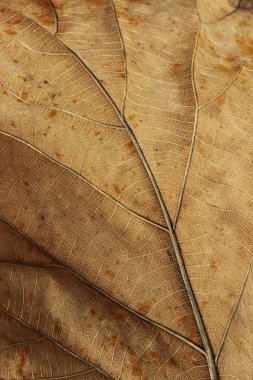 Ayrıntıları kapatma, doku arka planını bırakır.