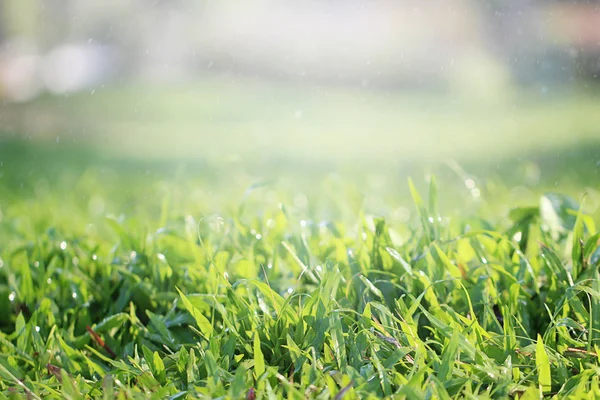 Bellissimo Sfondo Naturale Con Erba Verde Vicino Estate Primavera — Foto Stock