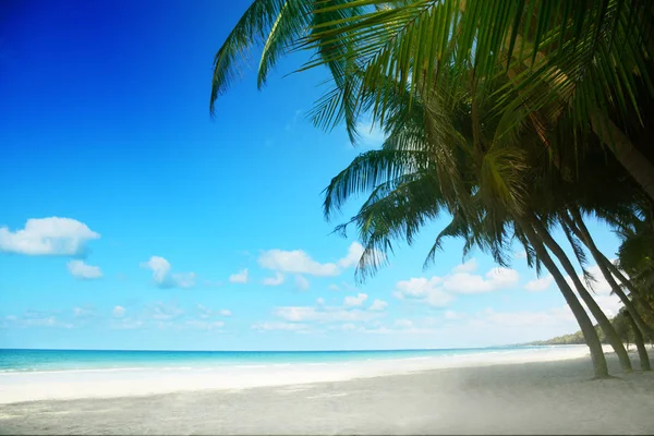 Praia Tropical Fundo Com Palmeira Verão — Fotografia de Stock