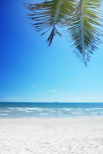 Praia Tropical Fundo Com Palmeira Verão — Fotografia de Stock