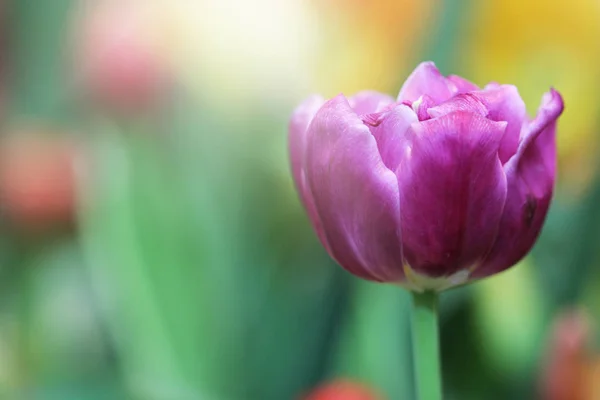 Spring flowers, Purple tulip flowers background, Selective focus.