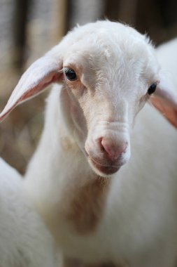 Çiftlikteki bebek kuzuyu kapat, Koyun..