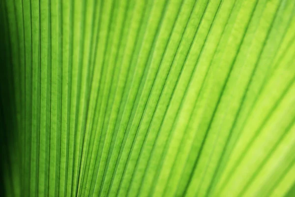 Primer Plano Detalle Naturaleza Verde Hojas Textura Patrón Fondo Enfoque — Foto de Stock