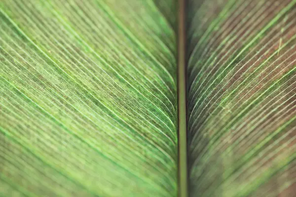 Close Detail Natura Zielone Liście Tekstury Wzór Tło Selektywne Skupienie — Zdjęcie stockowe